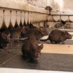 Casos de leptospirose no Rio Grande do Sul: A importância do combate aos ratos