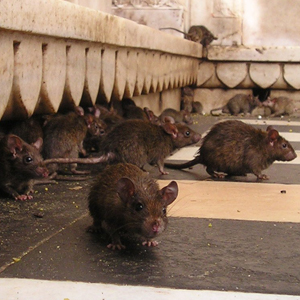 Casos de leptospirose no Rio Grande do Sul: A importância do combate aos ratos