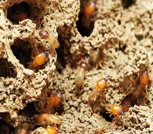 Descupinização deve ser realizada anualmente