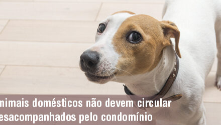 Animais não devem circular desacompanhados