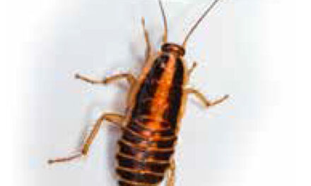 Como fazer um controle efetivo de pragas urbanas