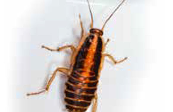 Como fazer um controle efetivo de pragas urbanas