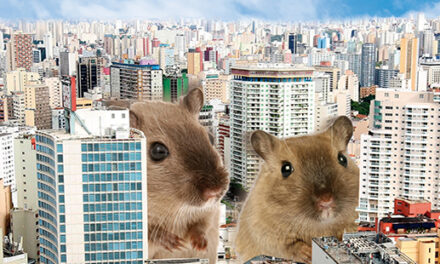 Infestação de ratos pode causar prejuízos materiais e físicos