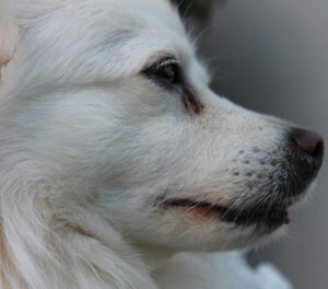 Cães muito barulhentos podem vir a ser banidos do condomínio