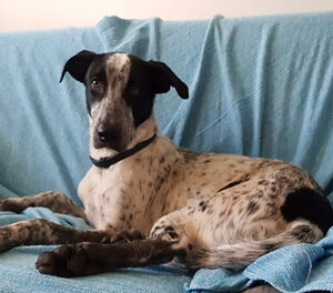 Adestramento é alternativa para lidar com cães em condomínio