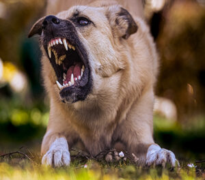 Tutor responde por hostilidade de cão antissocial