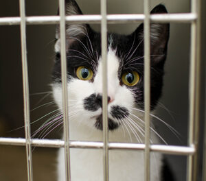 Condomínio não pode ser omisso com violência a animais