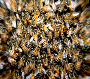 Enxame de abelhas em prédios: perigos e responsabilidades