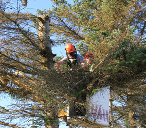 Poda de árvores deve obedecer a regras internas e externas ao condomínio