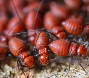 Calor do verão atrai cupins