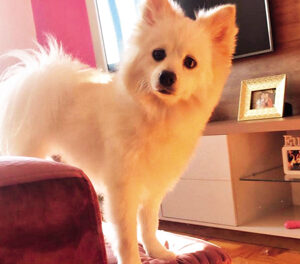 STJ garante direito de ter pets em condomínios, mas moradores devem seguir regimento interno