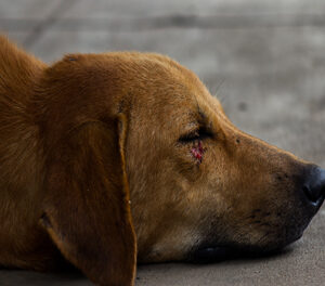 Projeto obriga síndico a denunciar maus-tratos a animais