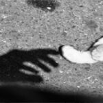 Condomínio não pode ser omisso com violência de animais