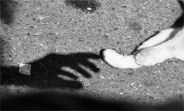 Condomínio não pode ser omisso com violência de animais