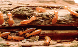 Altas temperaturas no verão atraem os cupins