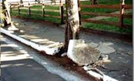 Escolha correta de árvores evita danos no edifício