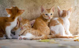 Justiça autoriza condômino manter quatro animais de estimação em apartamento