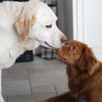 Conflitos com pets em condomínios geram judicialização e desafios