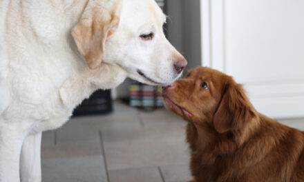 Conflitos com pets em condomínios geram judicialização e desafios