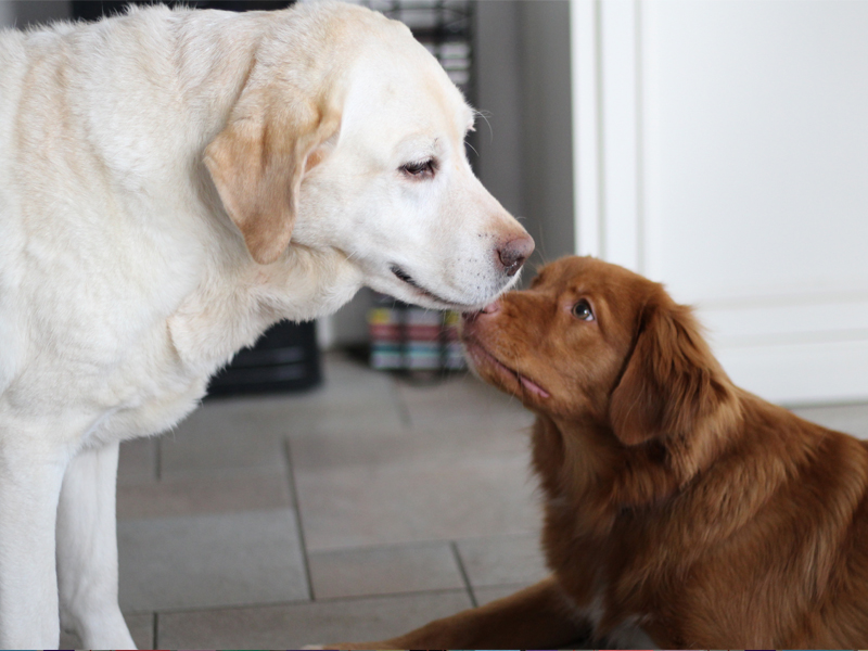 Conflitos com pets em condomínios geram judicialização e desafios