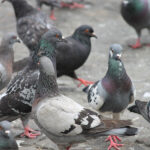 Extermínio de pombos é crime ambiental
