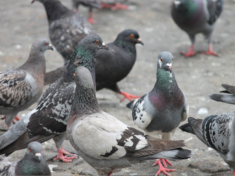 Extermínio de pombos é crime ambiental