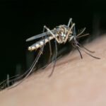 Período de chuvas favorece aumento da Dengue