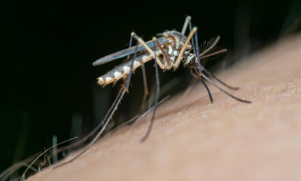 Período de chuvas favorece aumento da Dengue