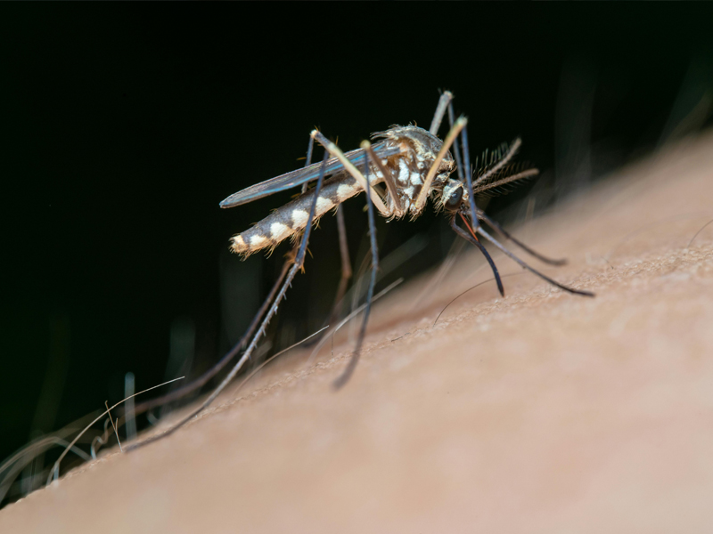 Período de chuvas favorece aumento da Dengue