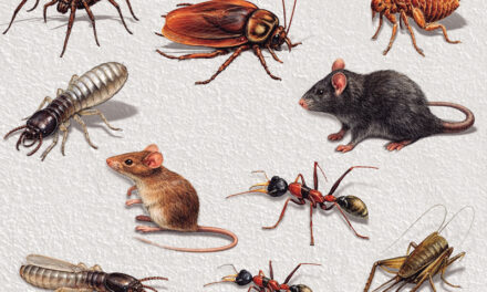 Controle de Pragas em Condomínios: Prioridade no Verão