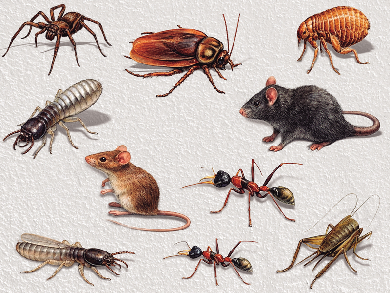 Controle de Pragas em Condomínios: Prioridade no Verão