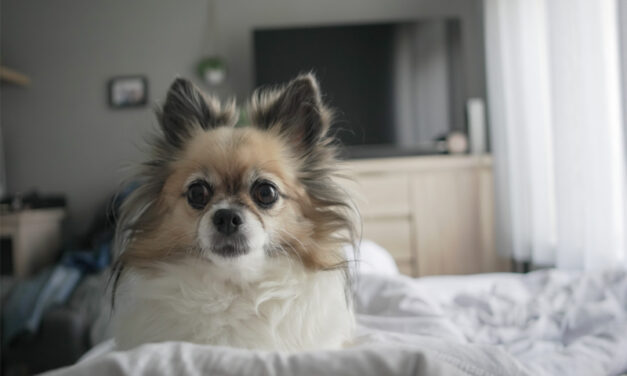 Animais em condomínio: regras e convivência em áreas comuns