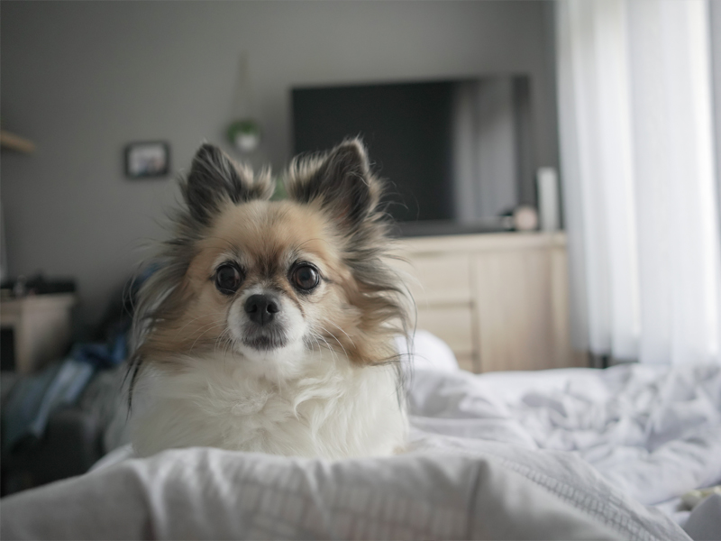 Animais em condomínio: regras e convivência em áreas comuns